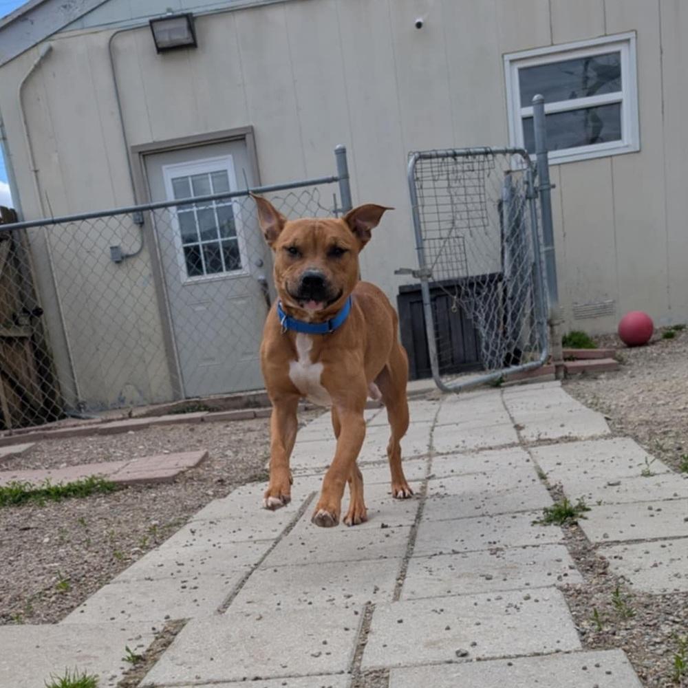 Enlarge Leonardo, a Adoptable mixed breed in Evansville, IN image 4/6