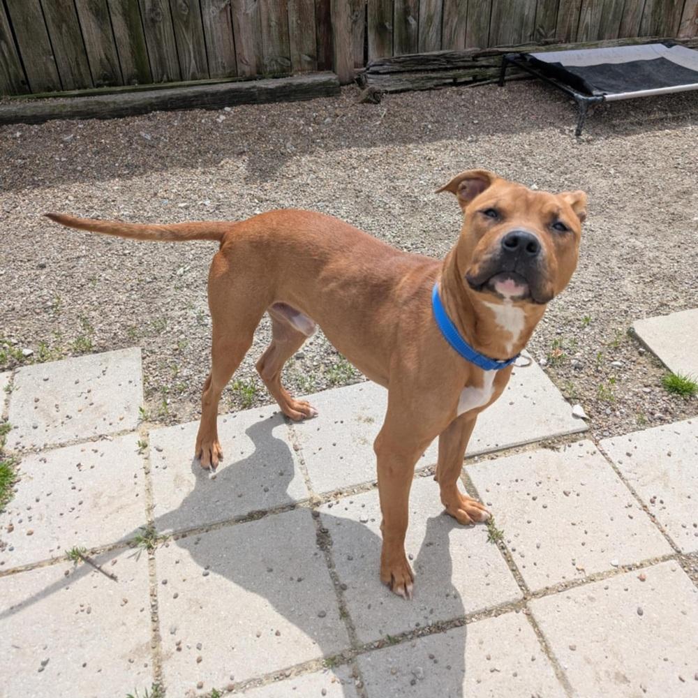 Enlarge Leonardo, a Adoptable mixed breed in Evansville, IN image 5/6