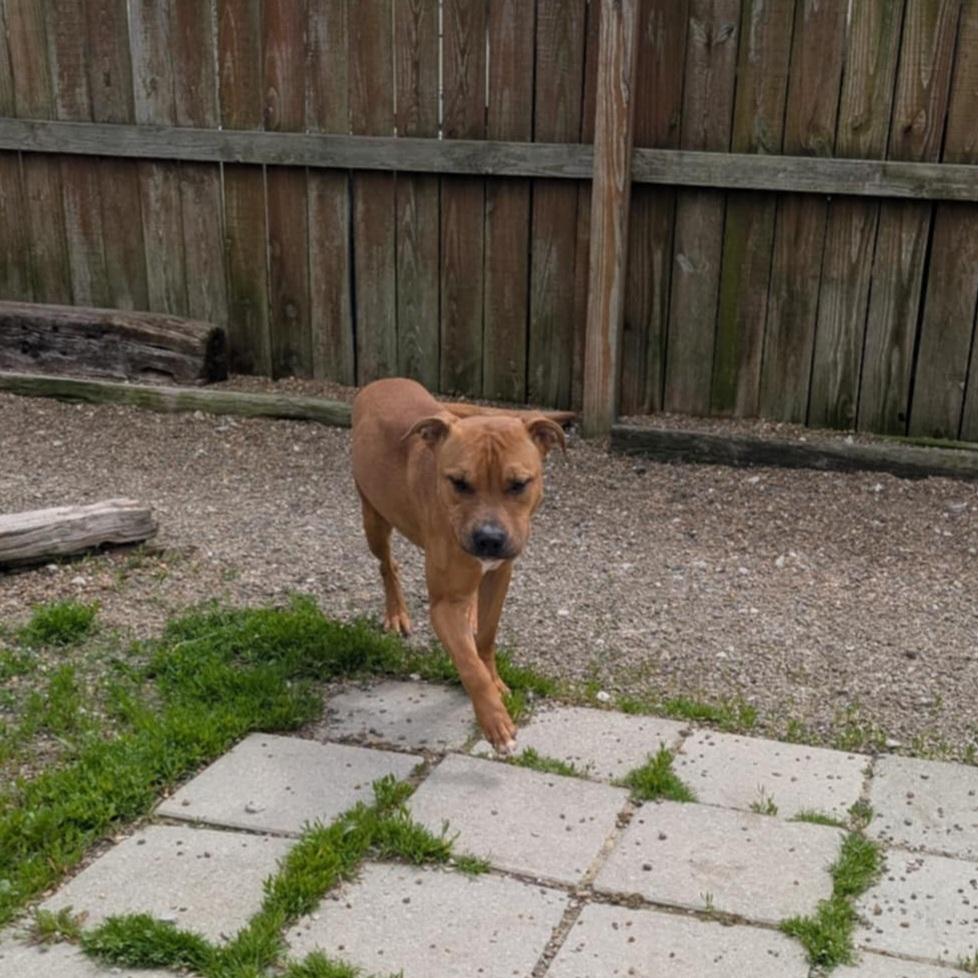Enlarge Leonardo, a Adoptable mixed breed in Evansville, IN image 6/6