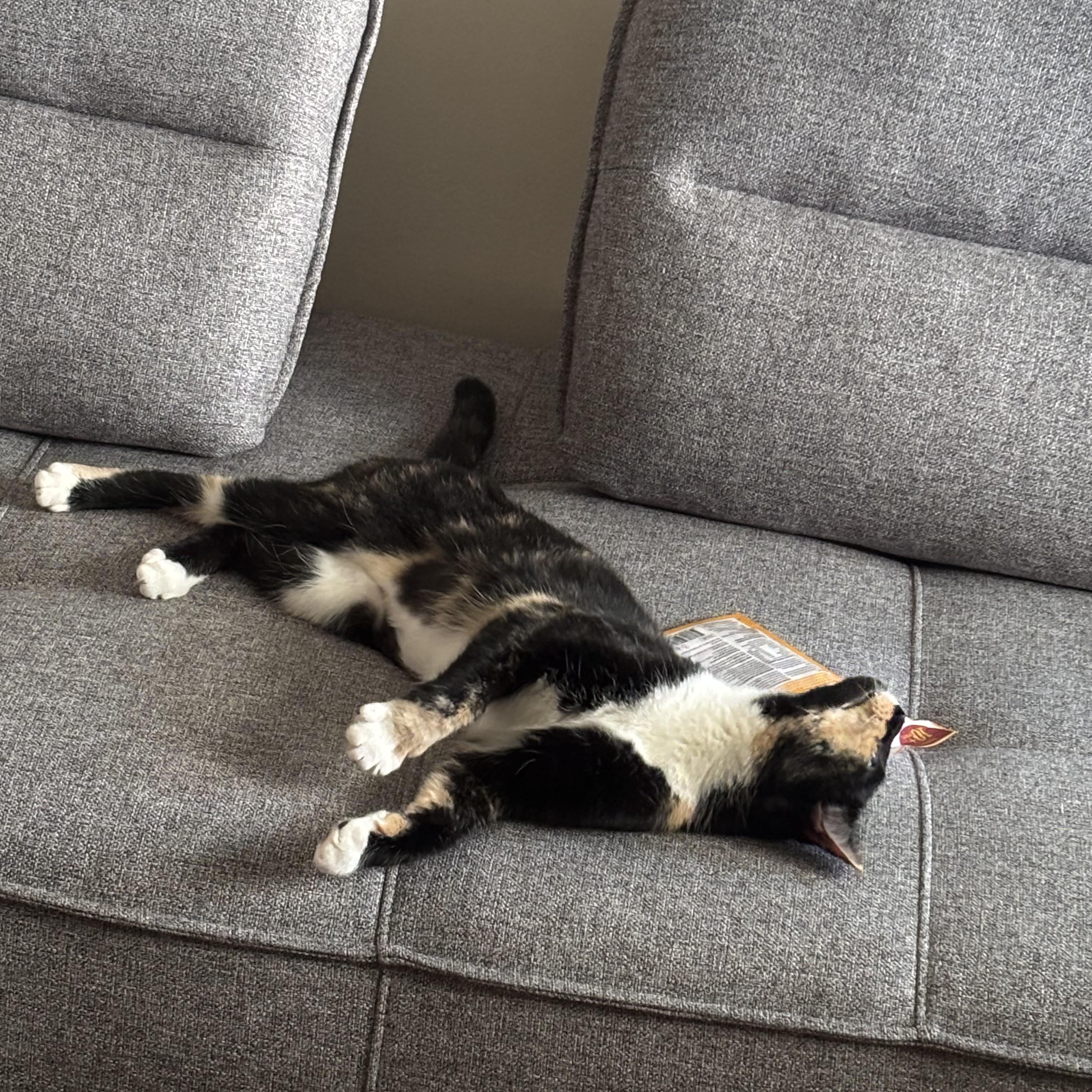 Enlarge Jasmine, a Adopted mixed breed in North York, ON image 1/6