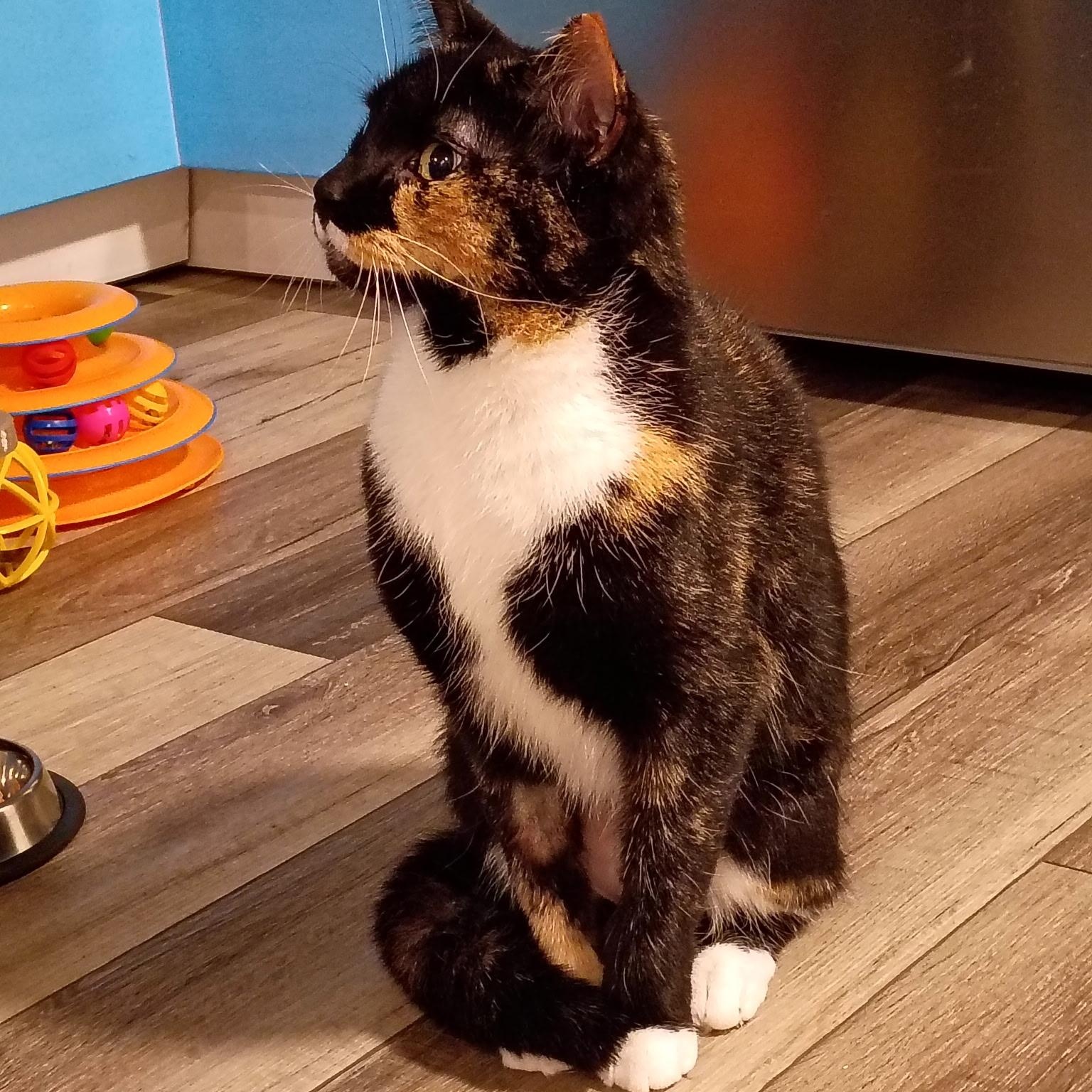 Enlarge Jasmine, a Adopted mixed breed in North York, ON image 2/6