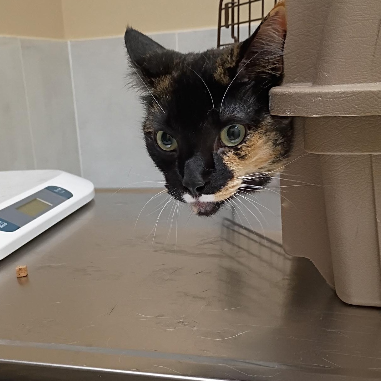 Enlarge Jasmine, a Adopted mixed breed in North York, ON image 3/6