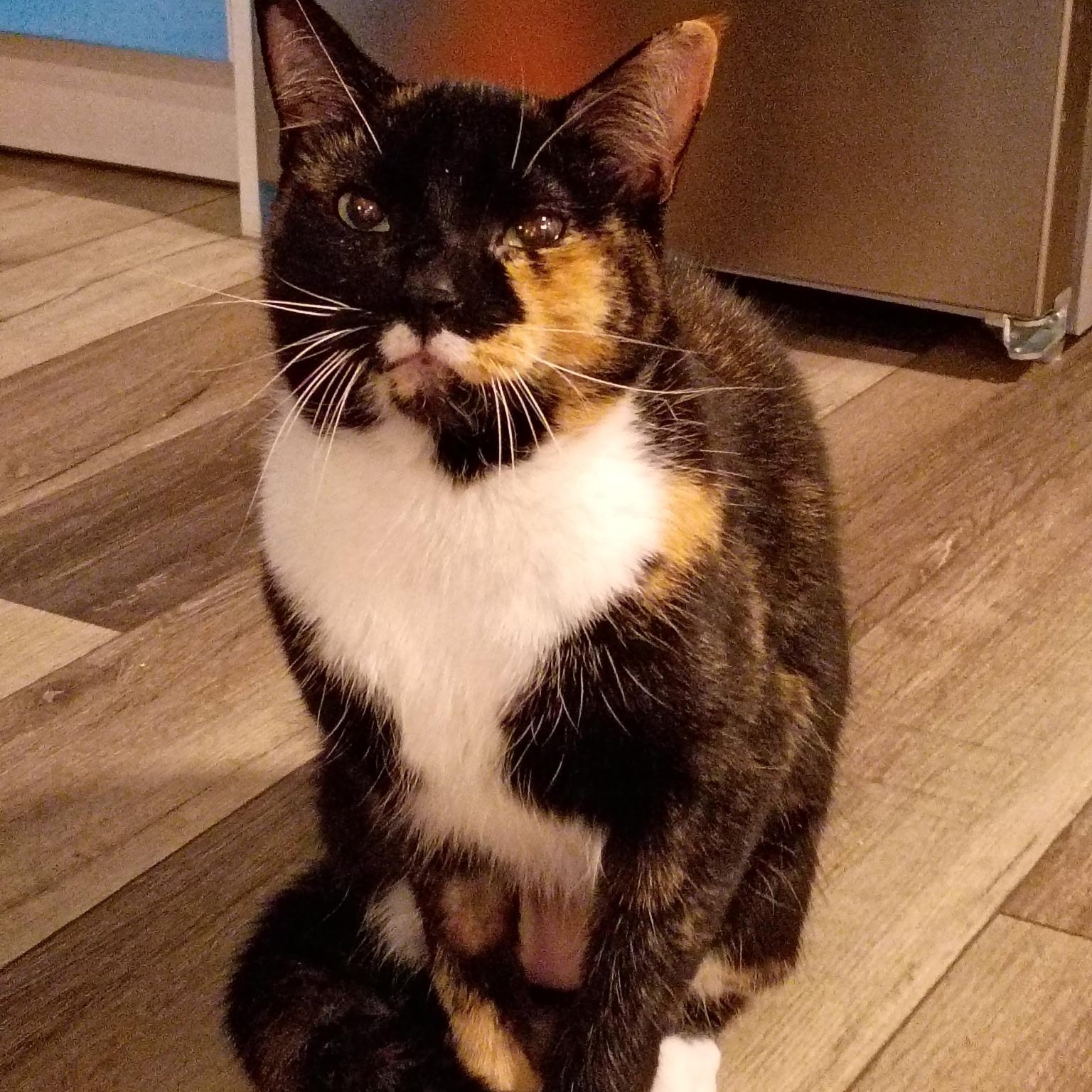 Enlarge Jasmine, a Adopted mixed breed in North York, ON image 4/6