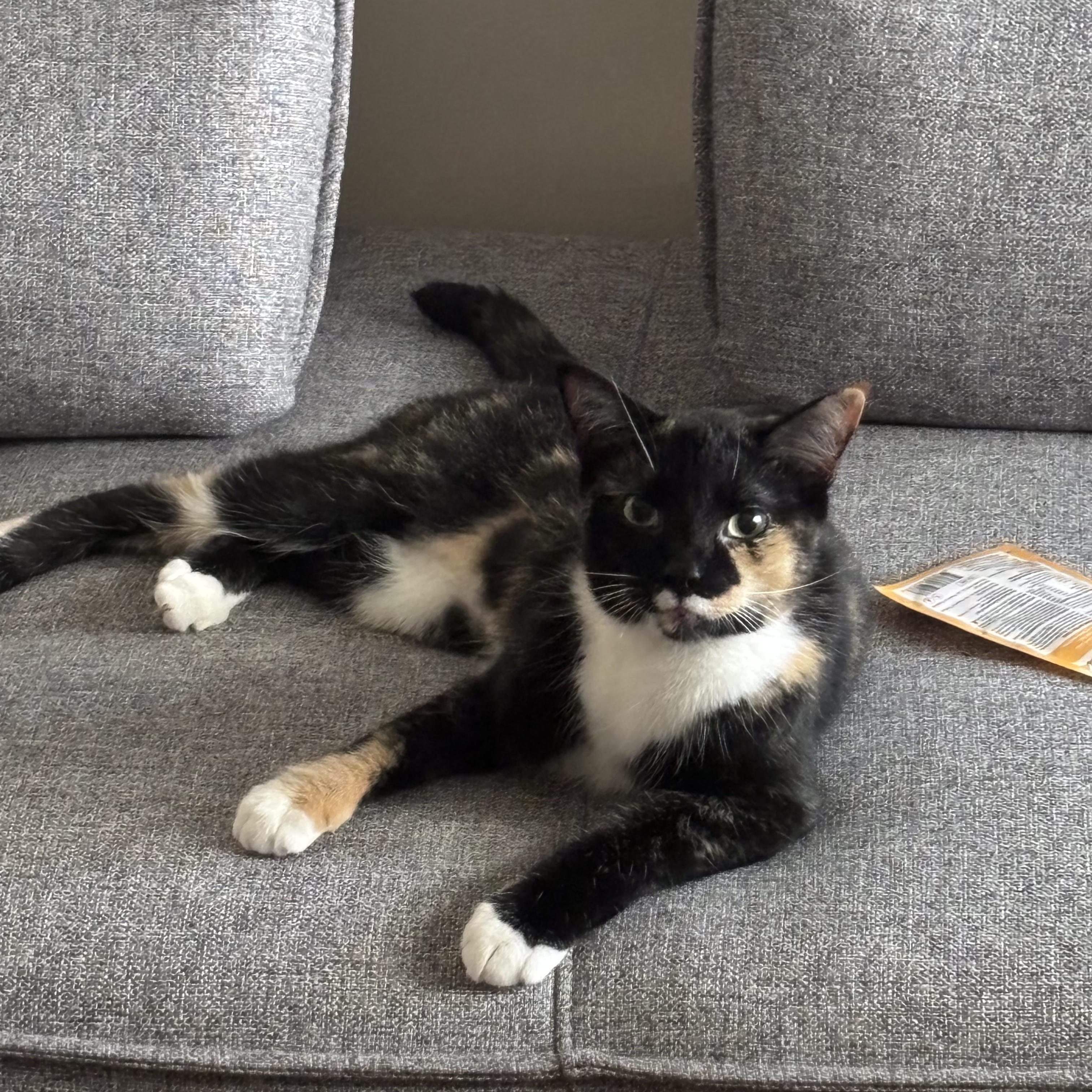 Enlarge Jasmine, a Adopted mixed breed in North York, ON image 6/6