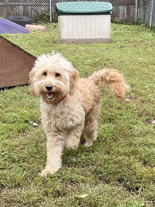 Enlarge Cotton Candy, a Adoptable mixed breed in Oakland, NJ image 1/1