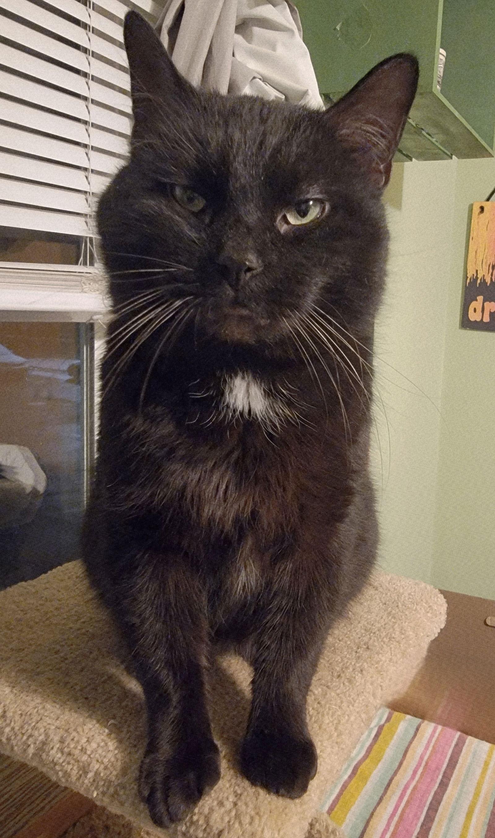 Enlarge Pluto, a Adoptable Domestic Medium Hair in Williamsburg, IA image 1/3