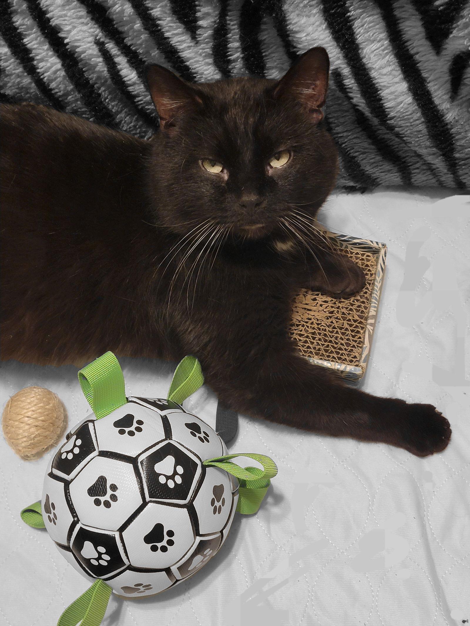 Enlarge Pluto, a Adoptable Domestic Medium Hair in Williamsburg, IA image 2/3