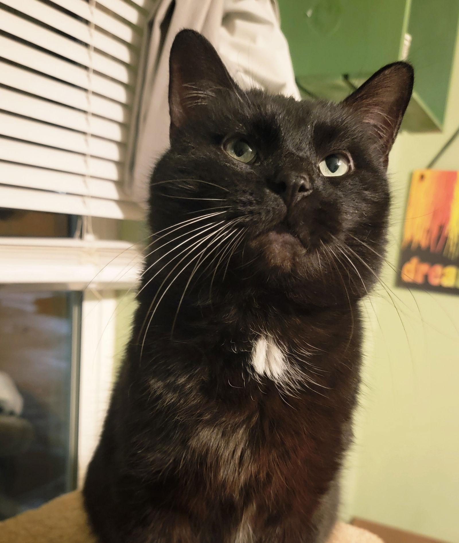 Enlarge Pluto, a Adoptable Domestic Medium Hair in Williamsburg, IA image 3/3