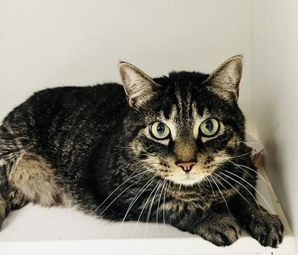 Richie, Adoptable, Adult Male Domestic Short Hair & Domestic Short Hair.