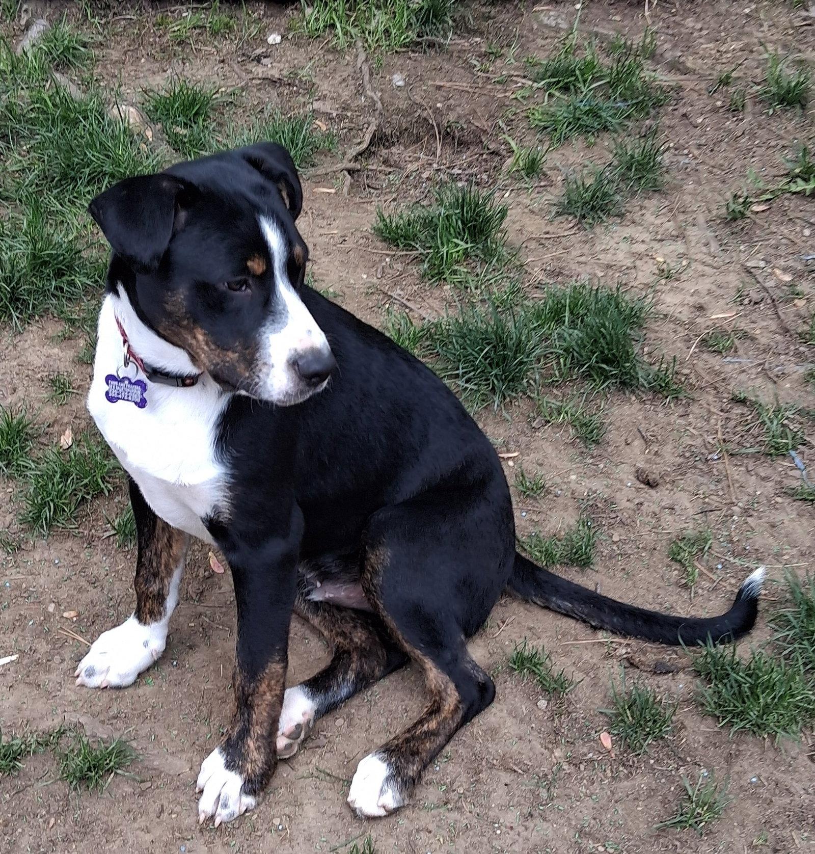 Enlarge Joey Puppy, a Adoptable mixed breed in Cuyahoga Falls, OH image 1/2