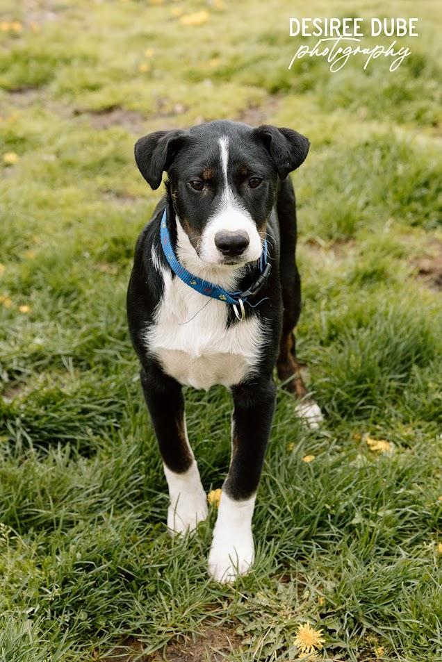 Enlarge Joey Puppy, a Adoptable mixed breed in Cuyahoga Falls, OH image 2/2