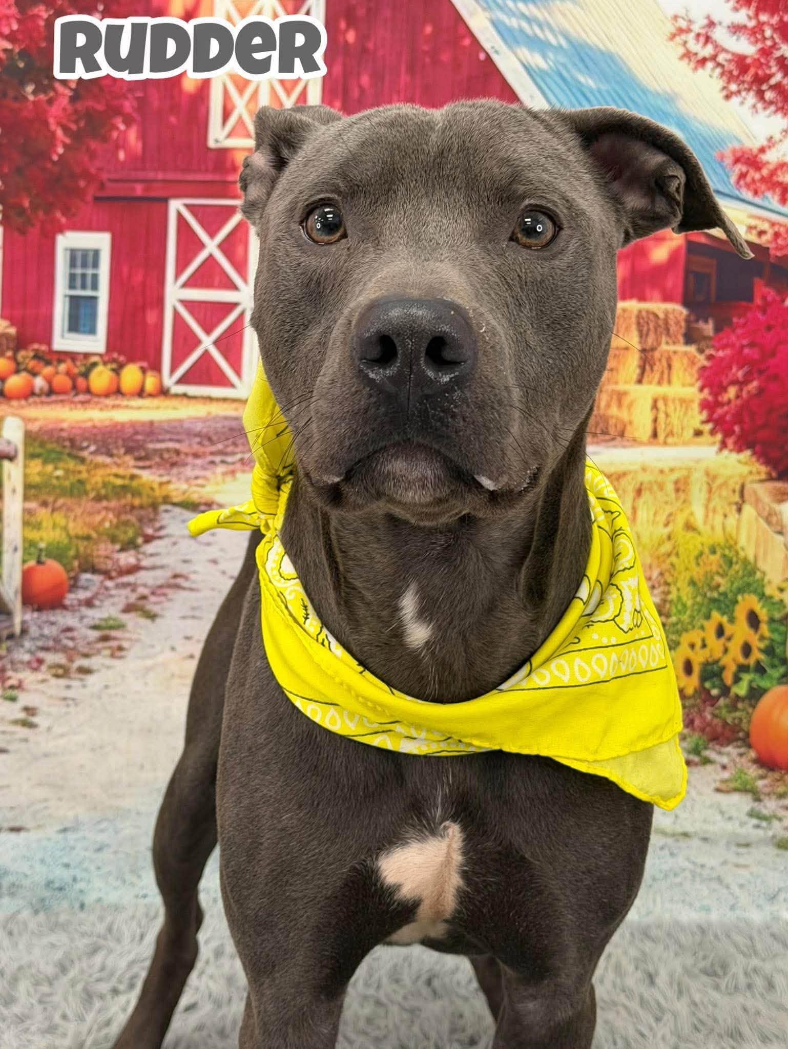 Enlarge Rudder, a Adoptable Mixed Breed in Flint, MI image 1/1