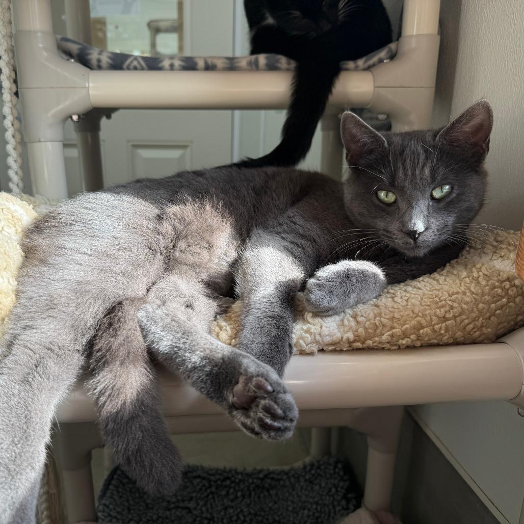 Zack, Adoptable, Young Male Domestic Short Hair.