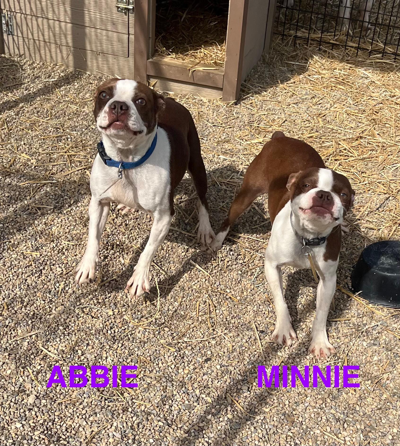 Enlarge Abbie, a ADOPTABLE Boston Terrier in Athens, OH image 2/3