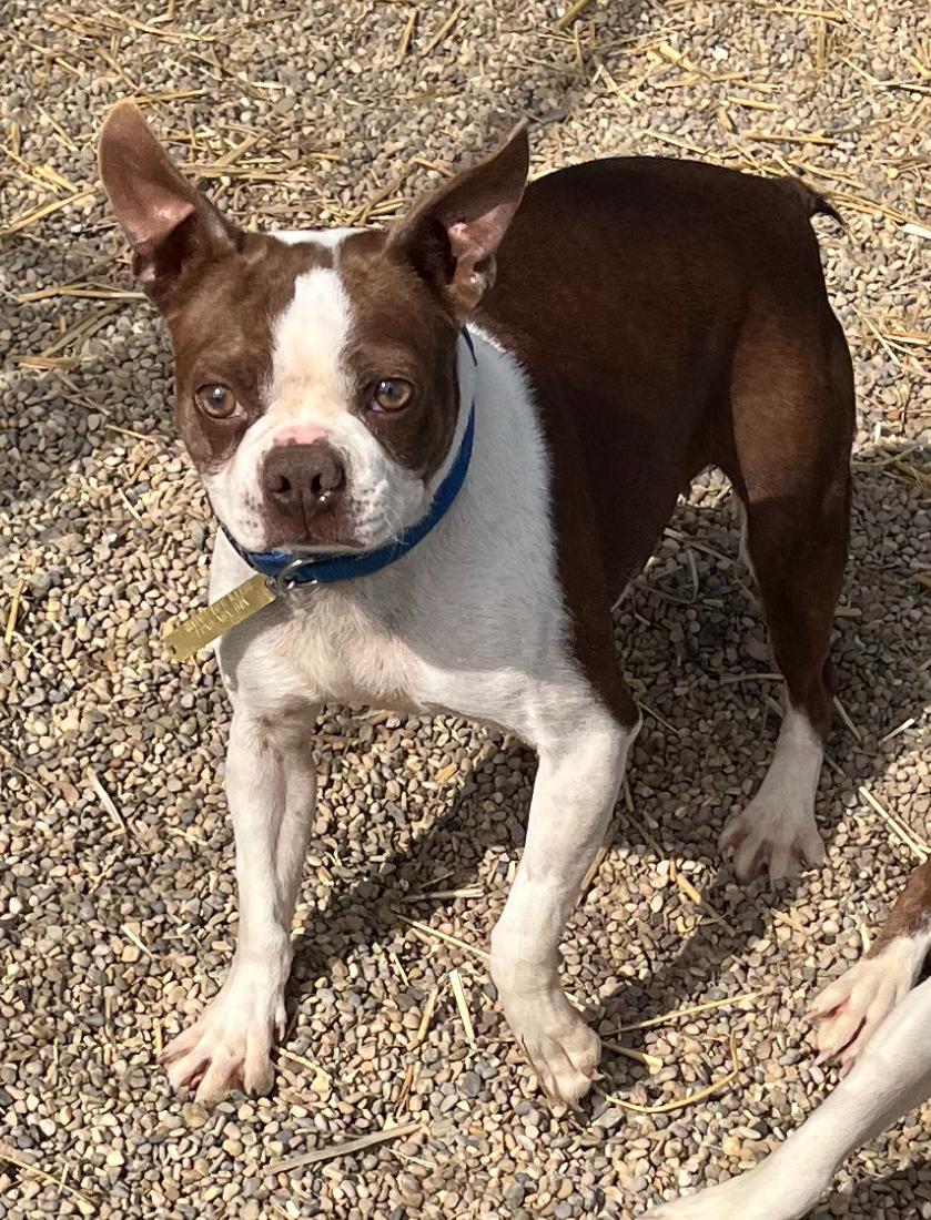 Abbie, ADOPTABLE, Young Female Boston Terrier.