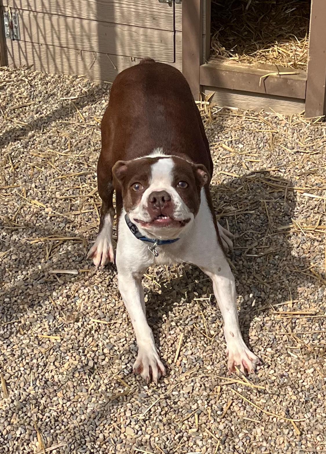Enlarge Abbie, a ADOPTABLE Boston Terrier in Athens, OH image 3/3