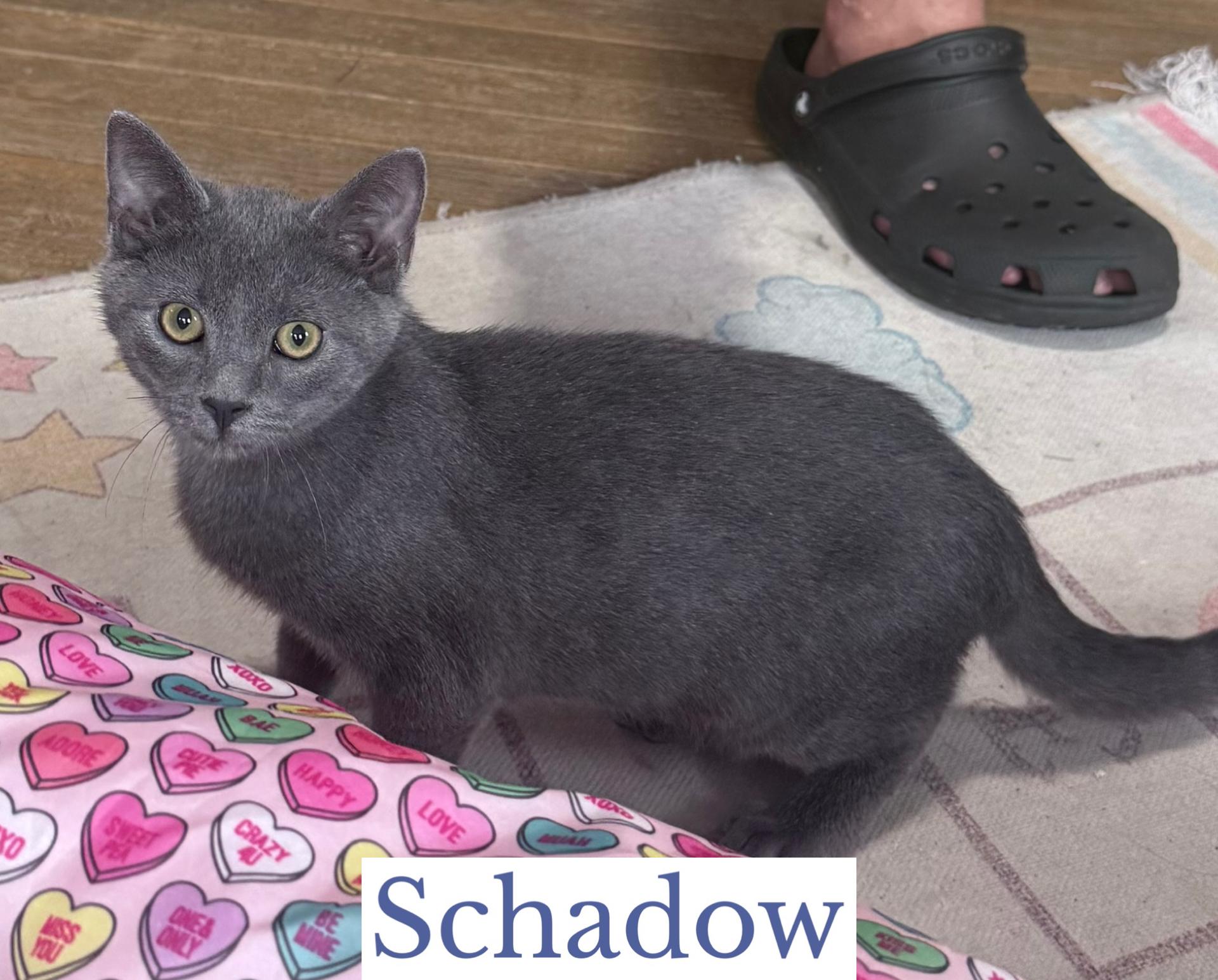 Enlarge Schadow, a Adopted mixed breed in Berkeley Springs, WV image 3/3