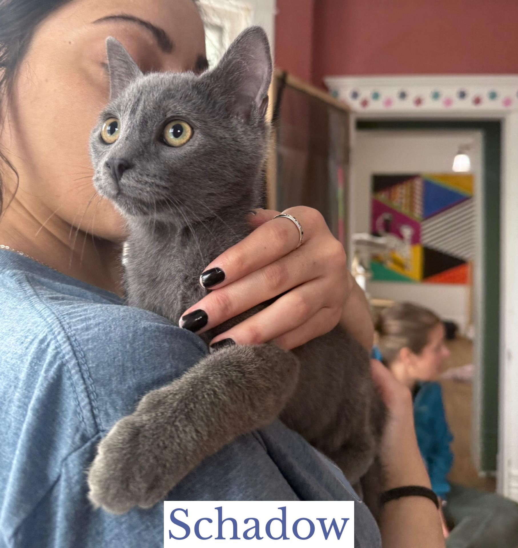 Enlarge Schadow, a Adopted mixed breed in Berkeley Springs, WV image 2/3