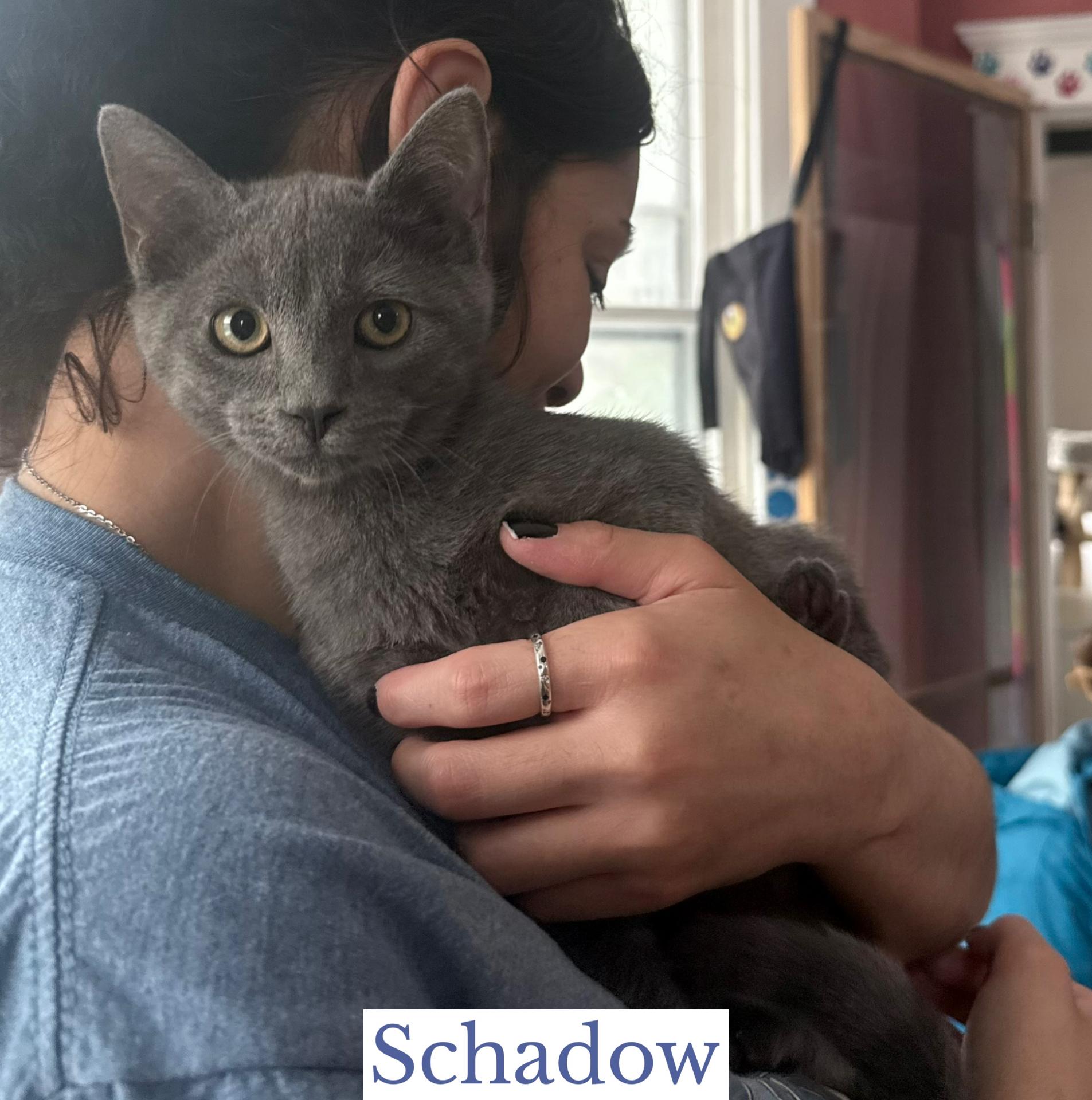 Enlarge Schadow, a Adopted mixed breed in Berkeley Springs, WV image 1/3