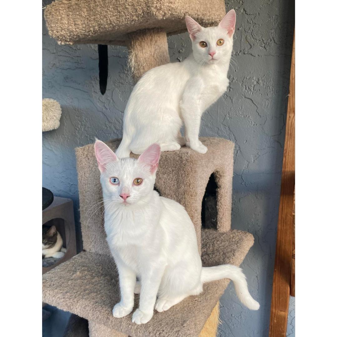 Enlarge Sophia, a Adoptable Domestic Short Hair in Morgan Hill, CA image 5/6