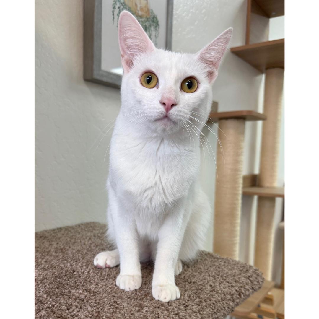 Enlarge Sophia, a Adoptable Domestic Short Hair in Morgan Hill, CA image 1/6