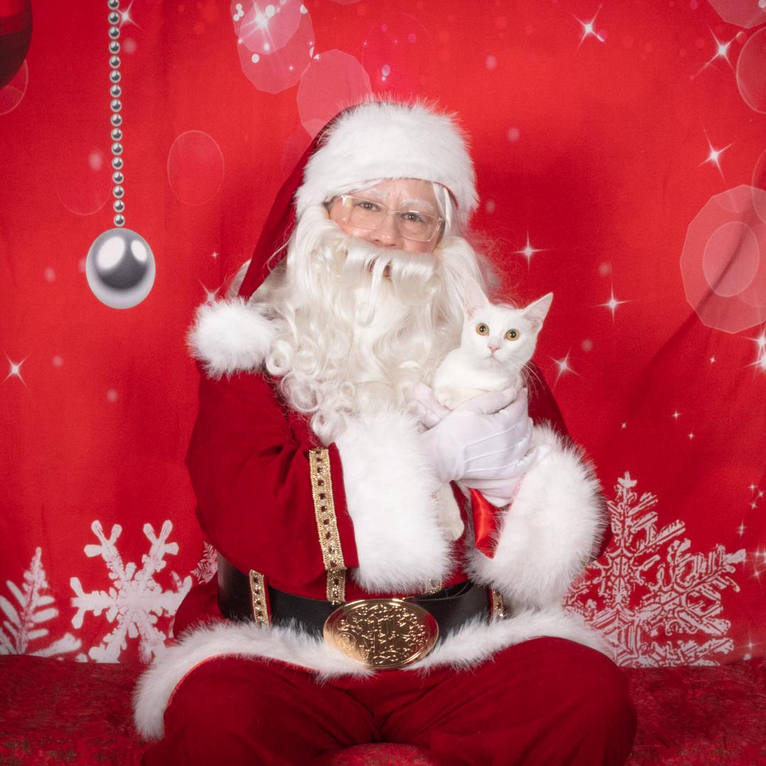 Enlarge Sophia, a Adoptable Domestic Short Hair in Morgan Hill, CA image 1/6