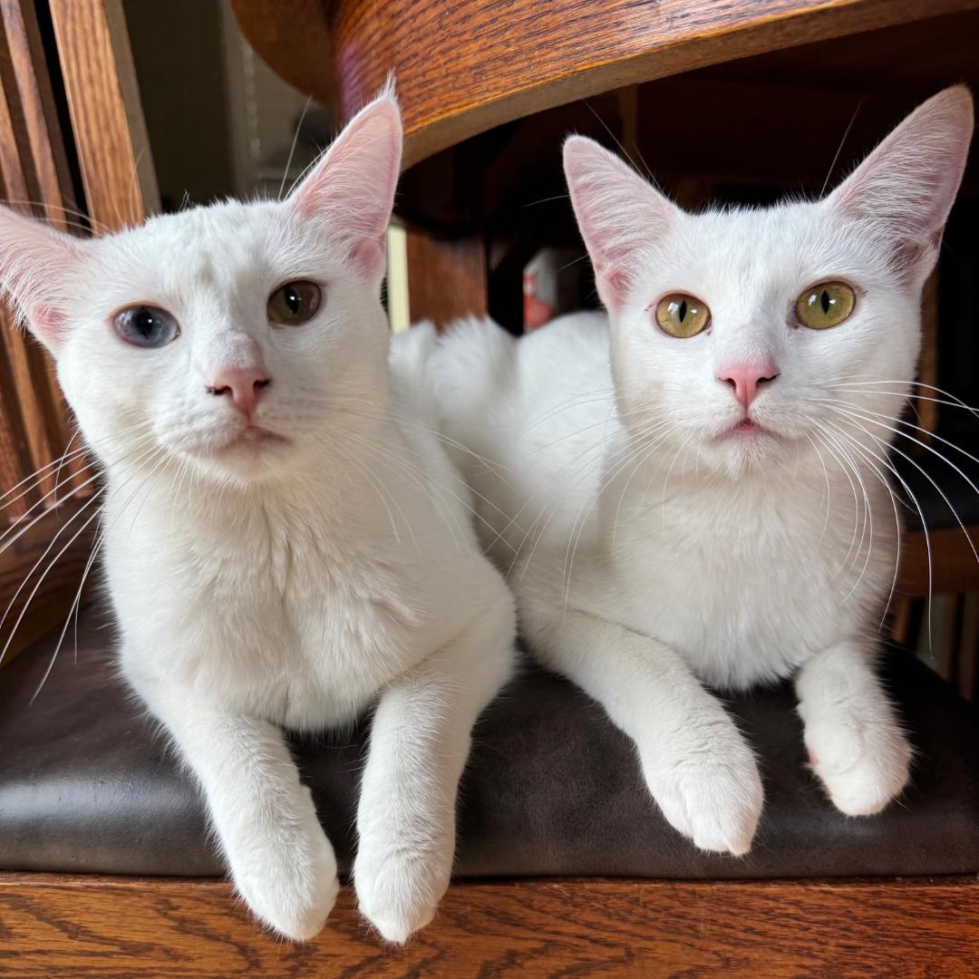 Enlarge Sophia, a Adoptable Domestic Short Hair in Morgan Hill, CA image 2/6