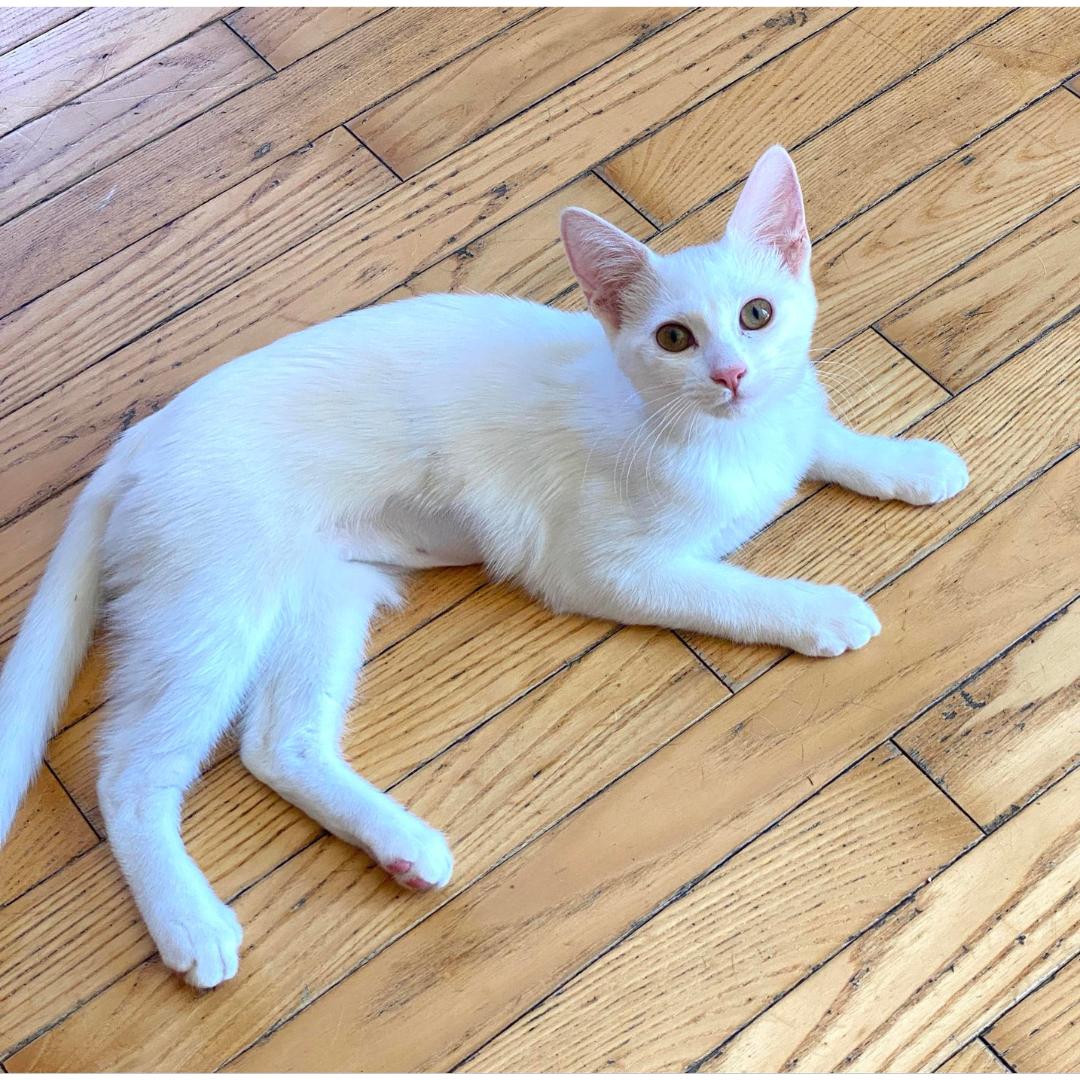 Enlarge Sophia, a Adoptable Domestic Short Hair in Morgan Hill, CA image 6/6