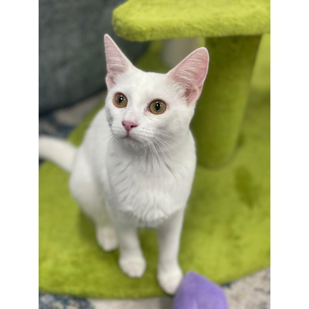 Sophia, Adoptable, Kitten Female Domestic Short Hair.