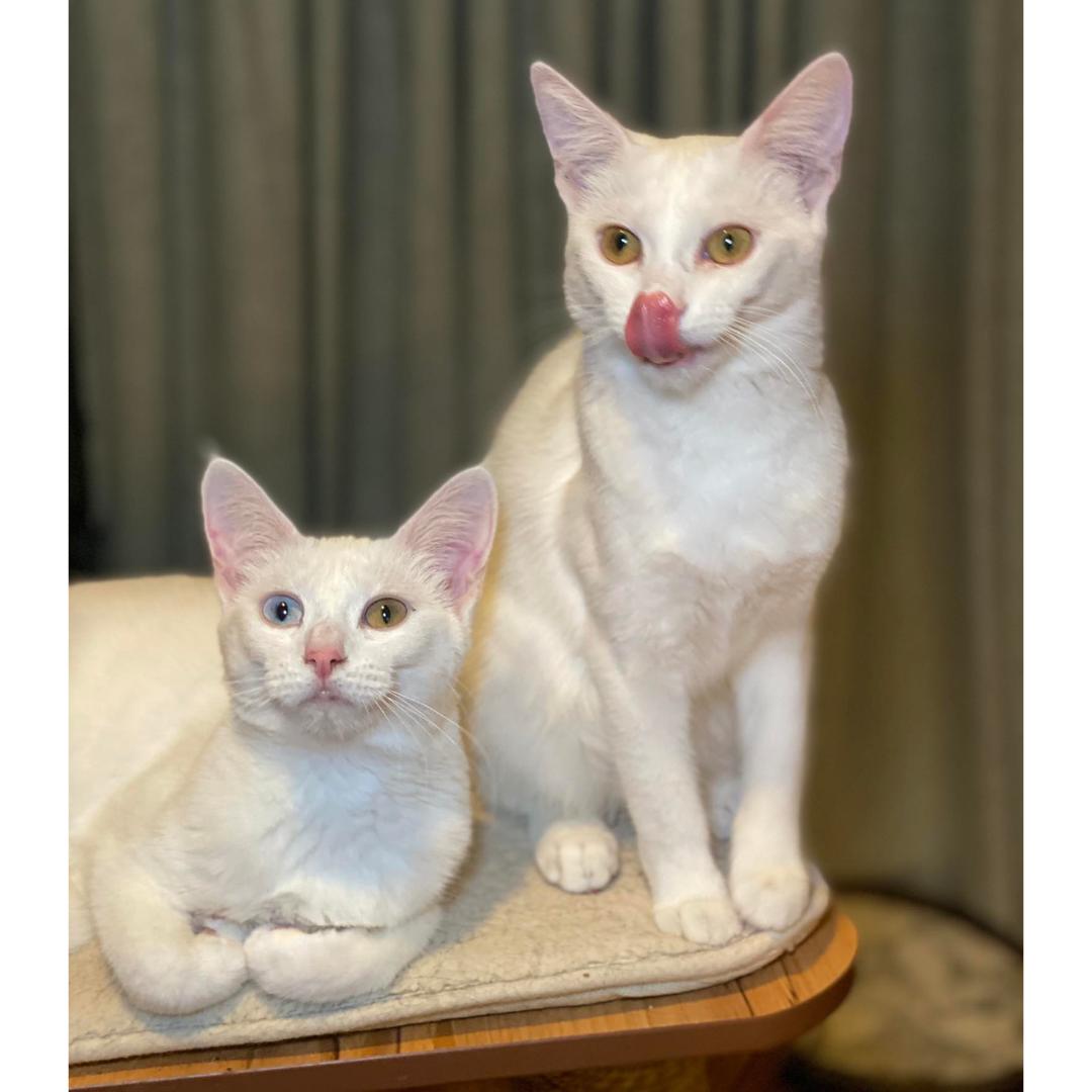 Enlarge Sophia, a Adoptable Domestic Short Hair in Morgan Hill, CA image 4/6