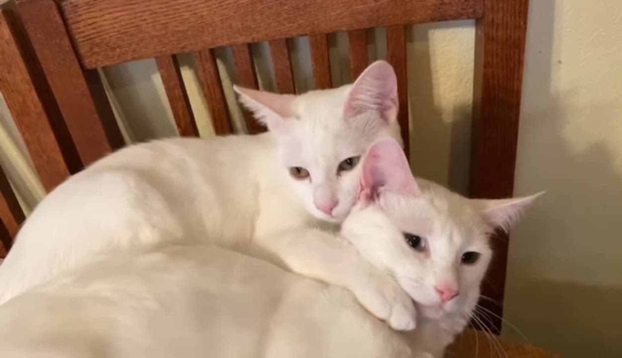 Enlarge Sophia, a Adoptable Domestic Short Hair in Morgan Hill, CA video 2/6