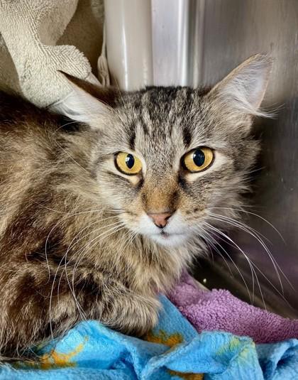 Bug, Adoptable, Young Male Domestic Medium Hair & Domestic Short Hair.