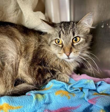 Enlarge Bug, a Adoptable mixed breed in Westland, MI image 2/2