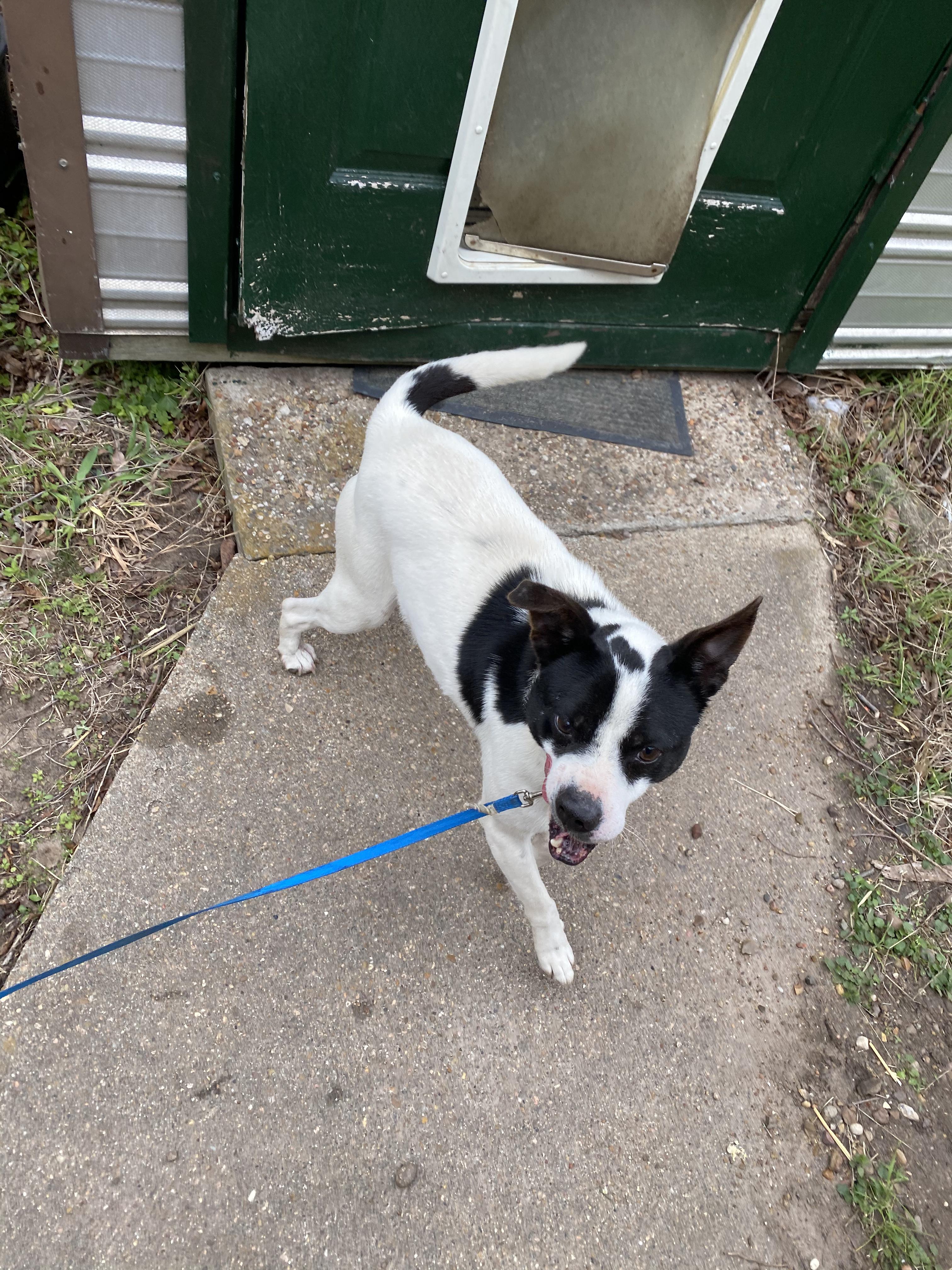 Enlarge Toby, a Adopted mixed breed in Cuero, TX image 1/6