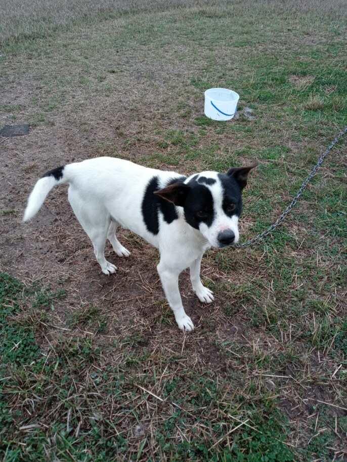 Enlarge Toby, a Adopted mixed breed in Cuero, TX image 2/6