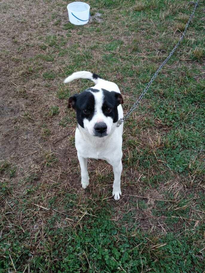 Enlarge Toby, a Adopted mixed breed in Cuero, TX image 6/6