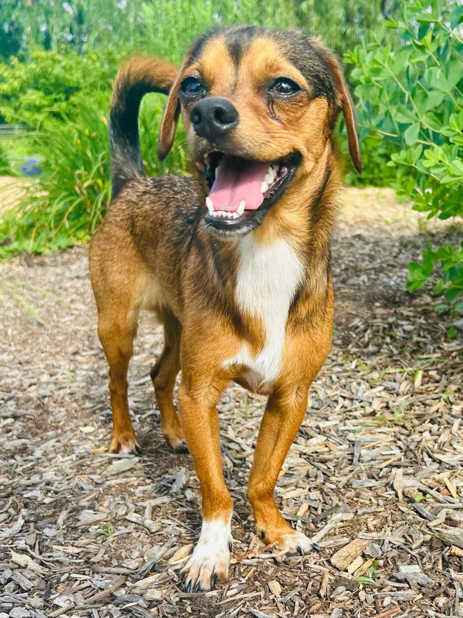 Widdle, Adoptable, Young Male Terrier & Chihuahua.