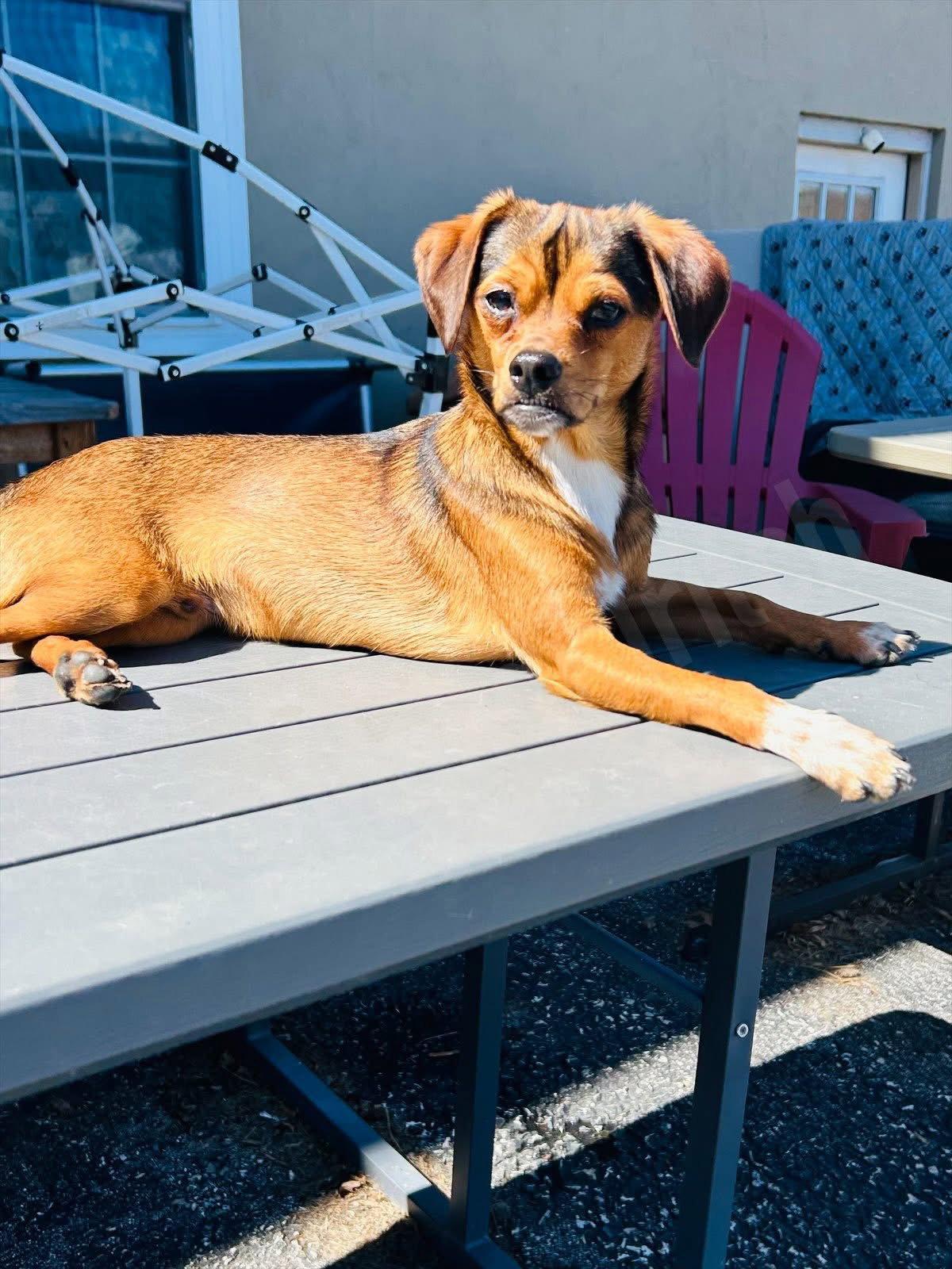 Enlarge Widdle, a Adoptable mixed breed in Elizabethtown, PA image 1/3