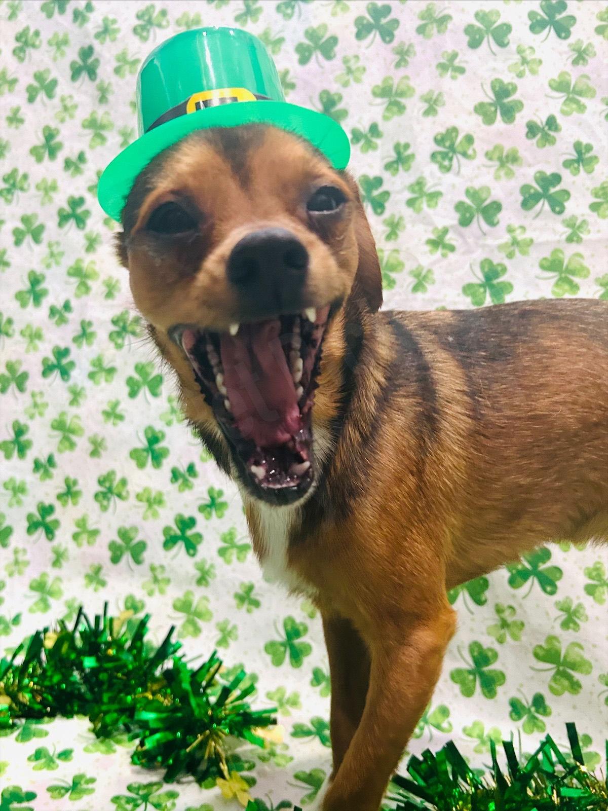 Enlarge Widdle, a Adoptable mixed breed in Elizabethtown, PA image 2/3