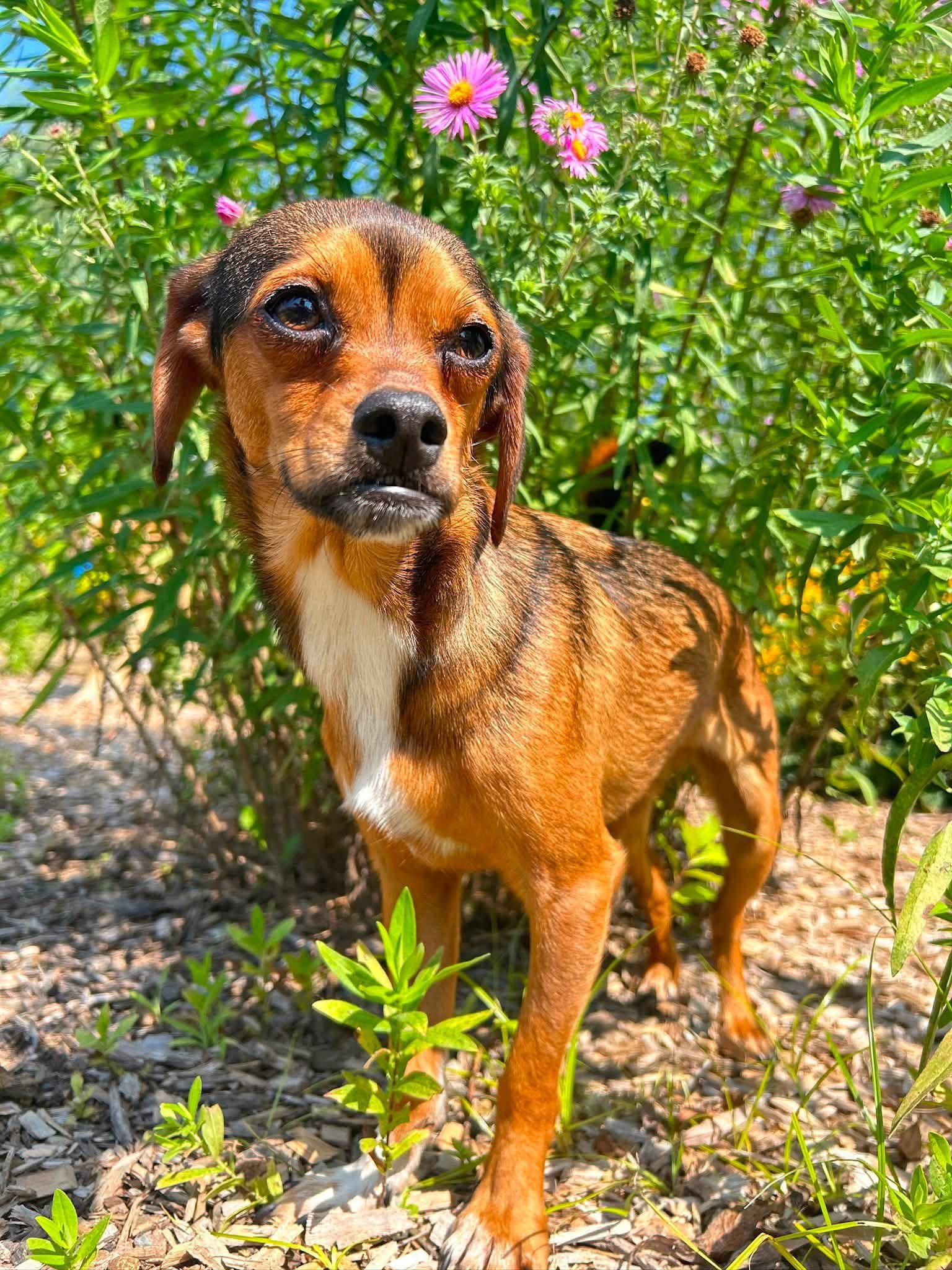 Enlarge Widdle, a Adoptable mixed breed in Elizabethtown, PA image 2/3