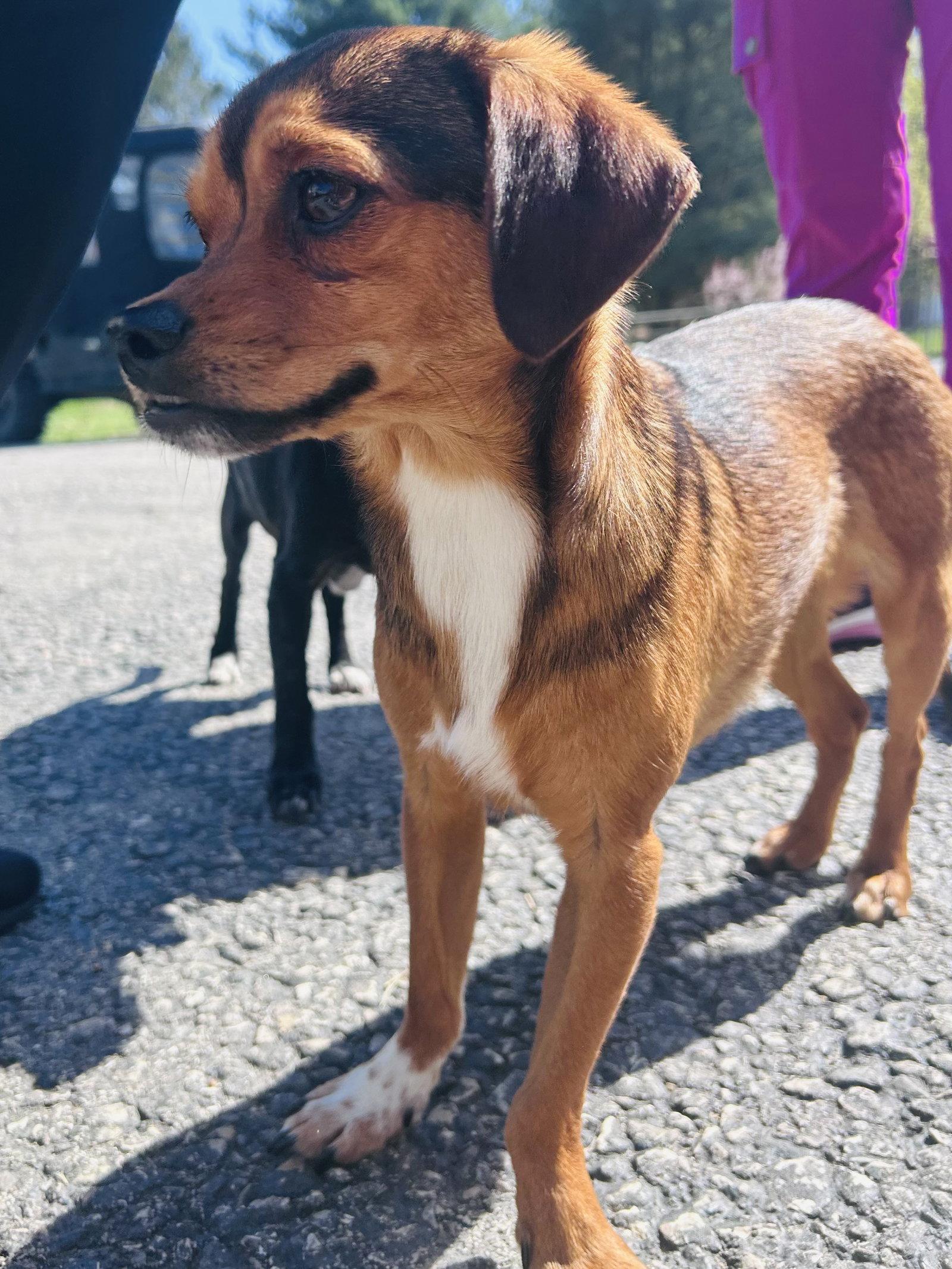 Enlarge Widdle, a Adoptable mixed breed in Elizabethtown, PA image 3/3
