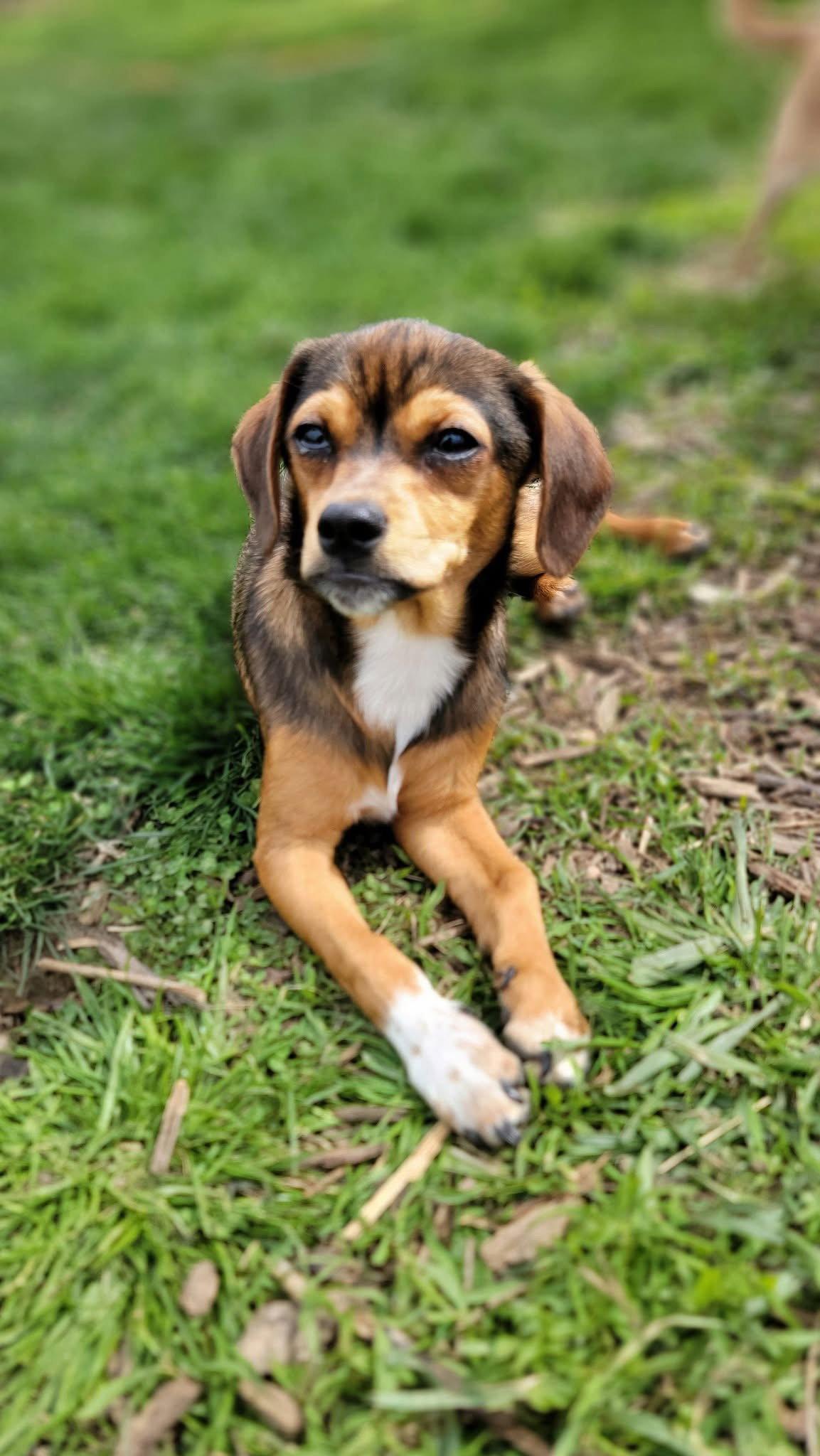 Widdle, a Adoptable mixed breed in Elizabethtown, PA image 3/3