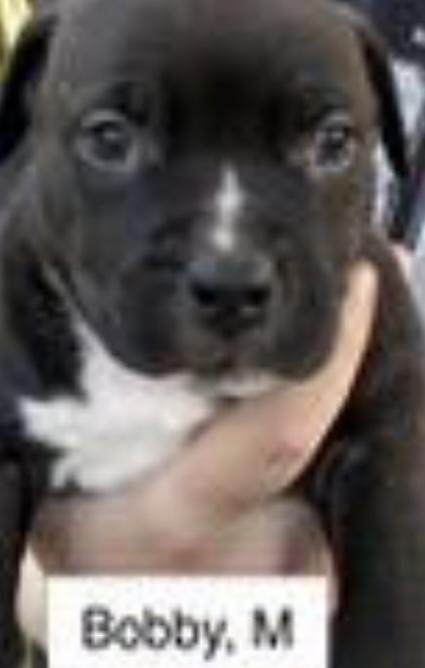 Bobby, Adoptable, Puppy Male Labrador Retriever & American Bulldog.