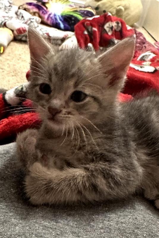 Hardy, Adoptable, Kitten Male Domestic Short Hair.