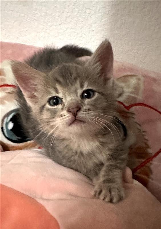 Enlarge Hardy, a Adoptable mixed breed in Fayetteville, AR image 2/3