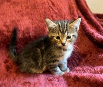 Enlarge Hardy, a Adoptable mixed breed in Fayetteville, AR image 3/3