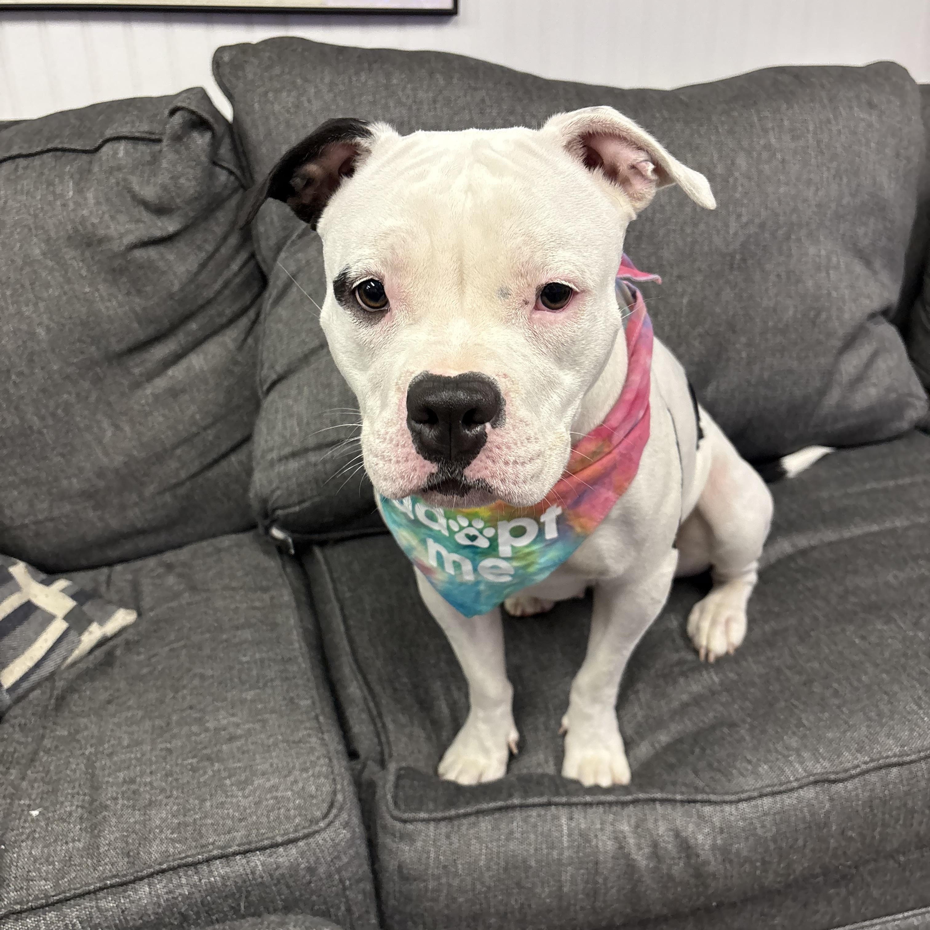 Betty, ADOPTABLE, Puppy Female American Bulldog.