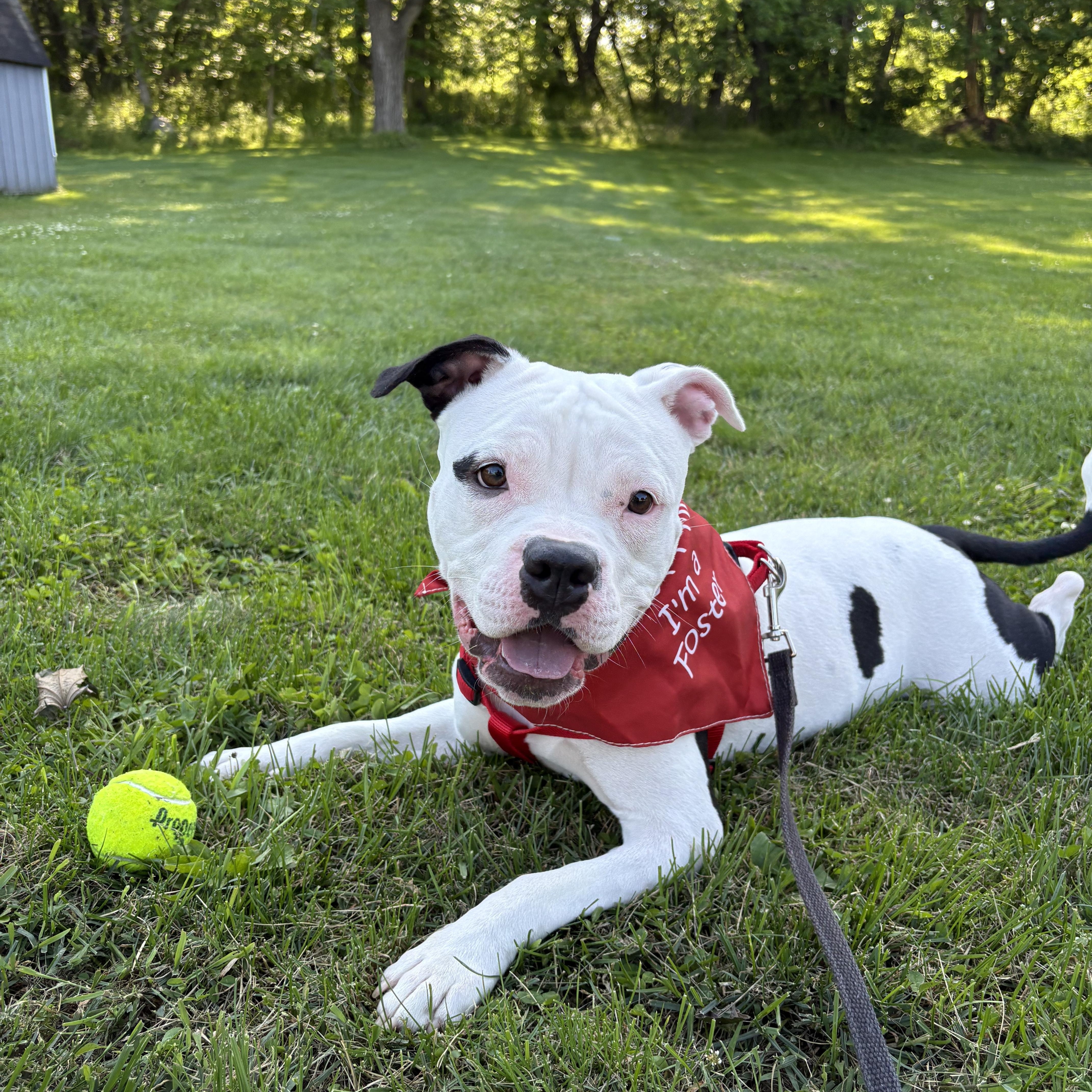 Enlarge Betty, a ADOPTABLE mixed breed in Palisades Park, NJ image 6/6