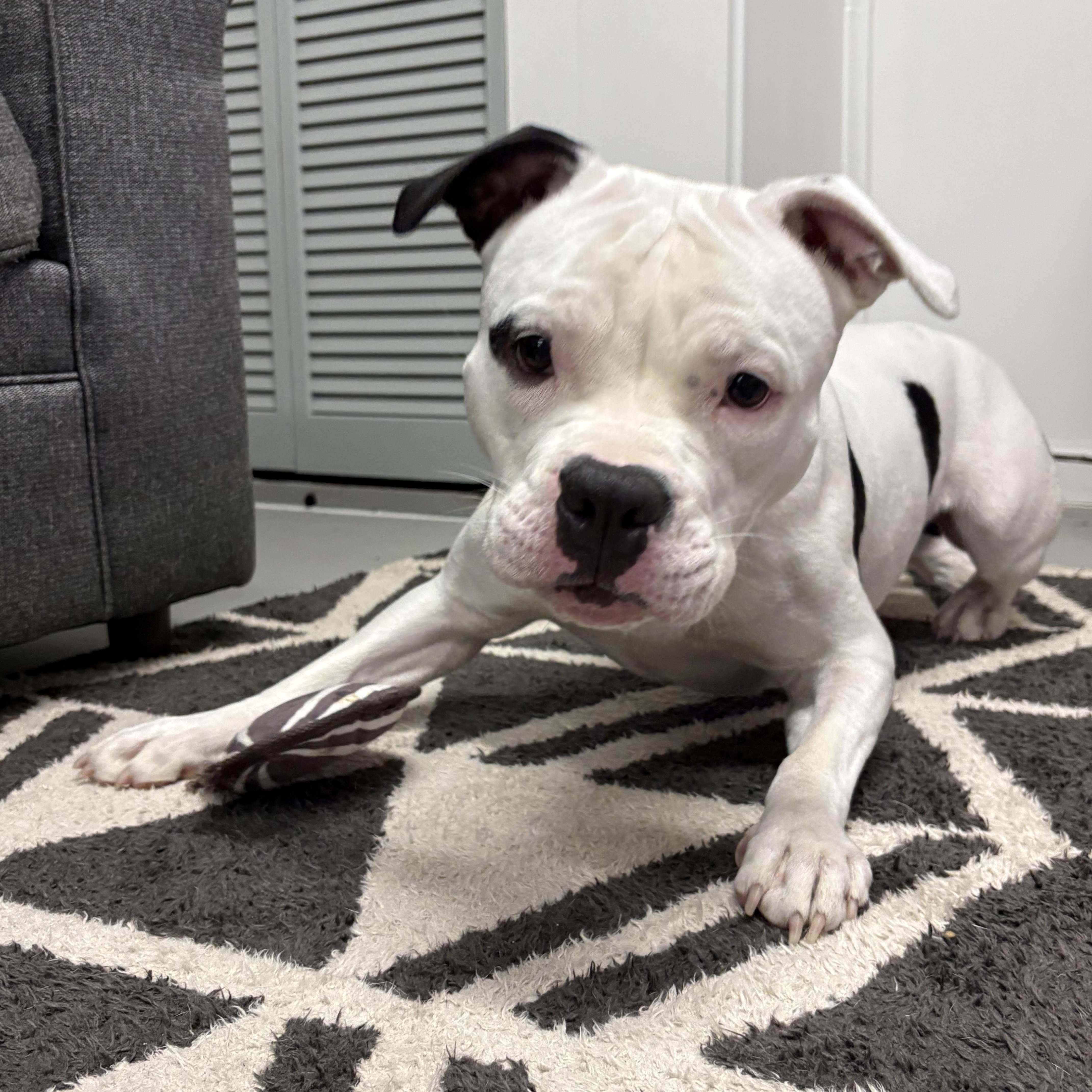Enlarge Betty, a ADOPTABLE mixed breed in Palisades Park, NJ image 4/6