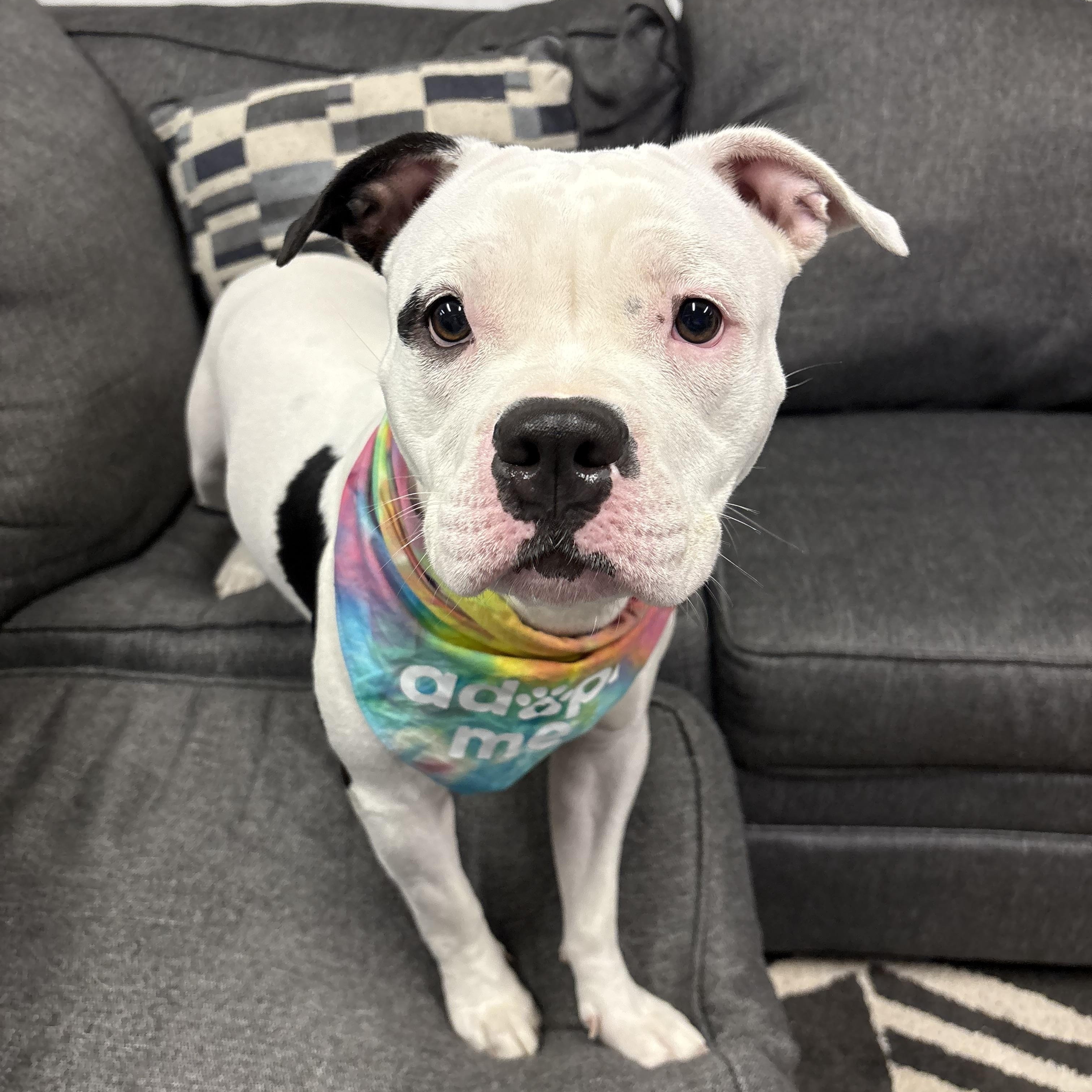 Enlarge Betty, a ADOPTABLE mixed breed in Palisades Park, NJ image 3/6